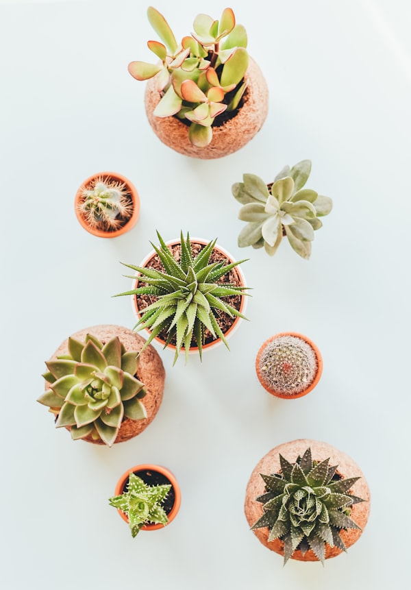 Succulent