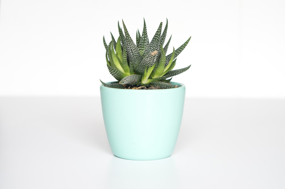 Garden Plants