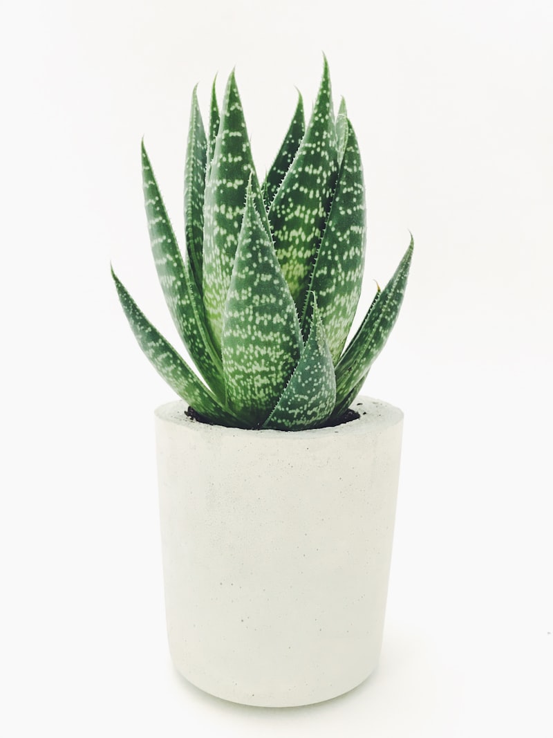 Lucky Bamboo
